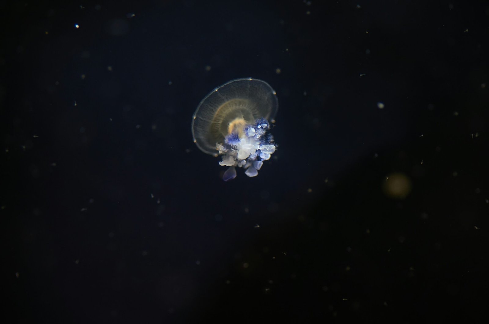 satellite in orbit