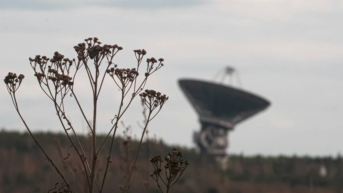 Dried plants frame a large satellite dish.